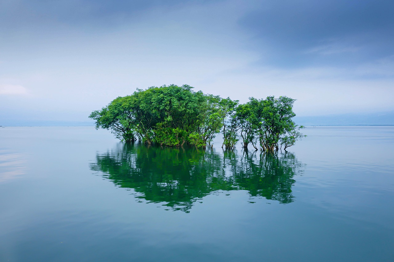 aahb-trees-water